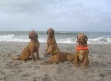 wandeling 2009