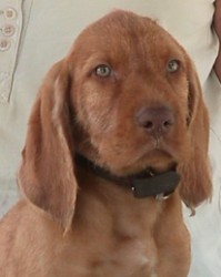 birko